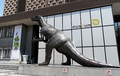 Afbeelding voor Natuurhistorisch museum - Brussel Parket De Pauw - Wim Lievens in Ipé Details referentie Natuurhistorisch museum - Brussel 4